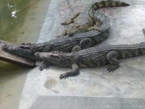 Krokodile auf Koh Phangan
