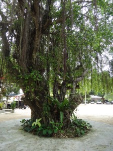 Der Wunschbaum im Buddhistischen Tempel