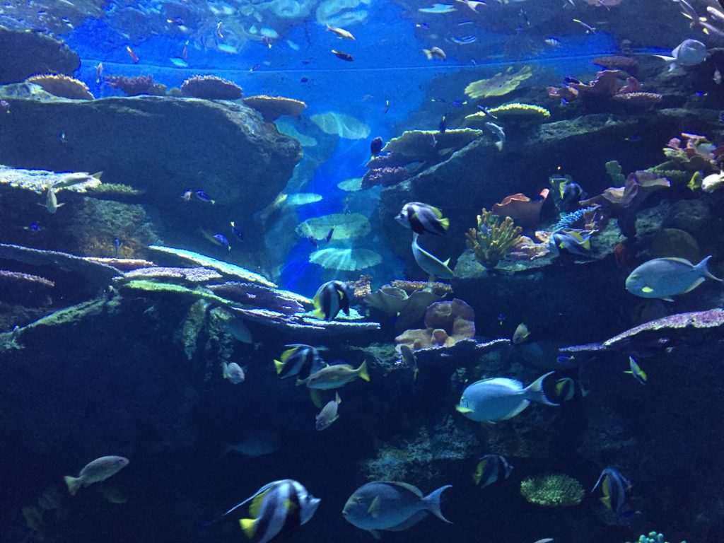 Riesen Aquarium im Sea Life