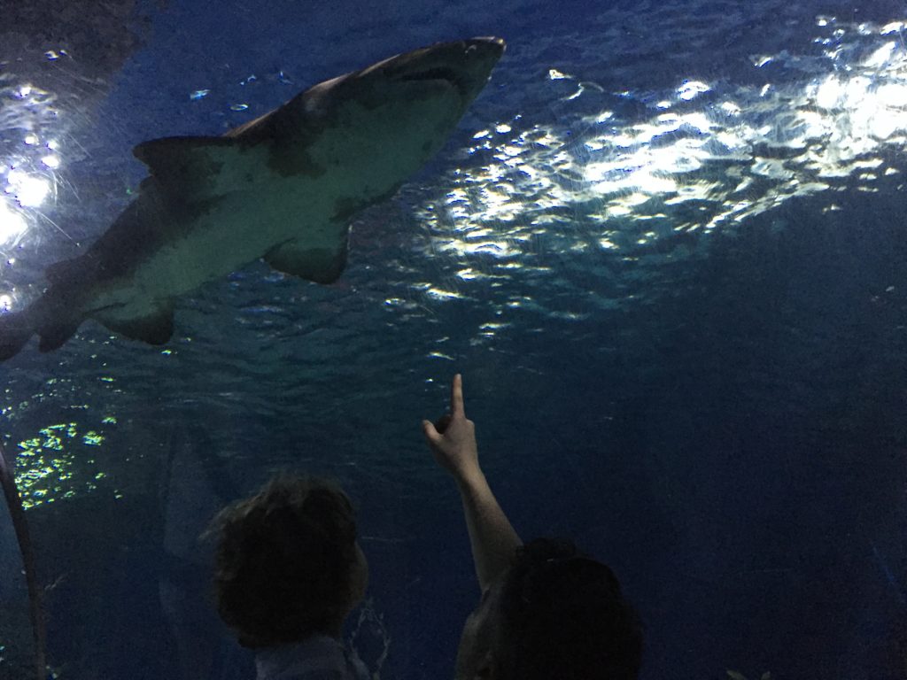 Der Hai schwimmt im Sea Life Bangkok über uns