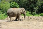 Das Elephant Sanctuary Phuket – Top oder Flop?