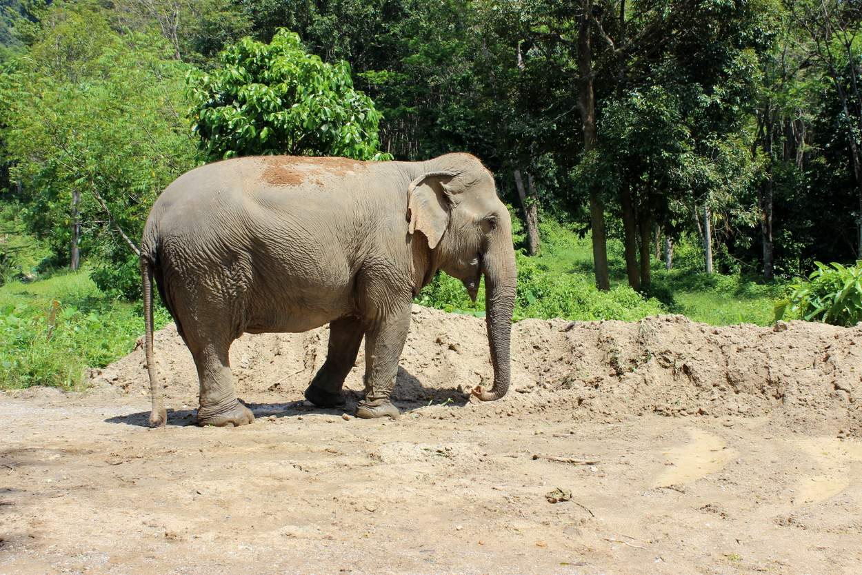 Das Elephant Sanctuary Phuket
